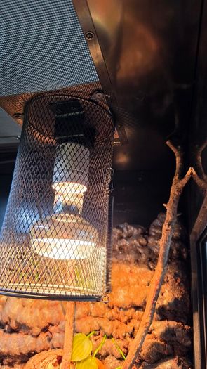 Viperia enclosure