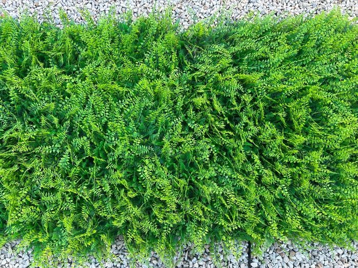 Artificial Wall Grass