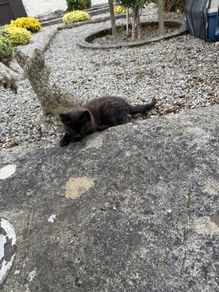 kitten