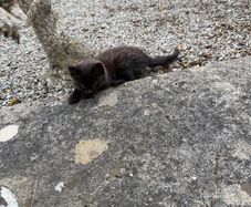 kitten