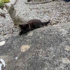 kitten