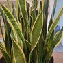 Sansevieria Laurentii planter Image 4