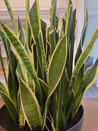 Sansevieria Laurentii planter