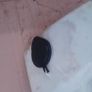 Toyota Corolla E11 97-02 Window Washer Fluid Reservoir with Pumps 85315-12221 Image 2