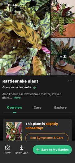 plant