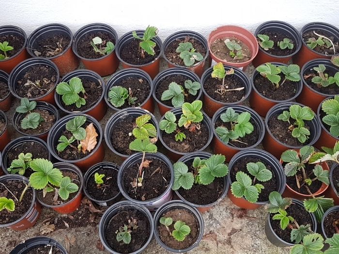Strawberry Plants