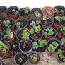 Strawberry Plants Image 2