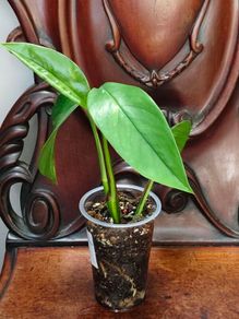 No.2 Epipremnum Pinnatum yellow flame