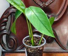 No.2 Epipremnum Pinnatum yellow flame