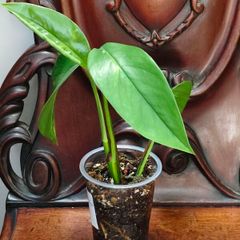 No.2 Epipremnum Pinnatum yellow flame