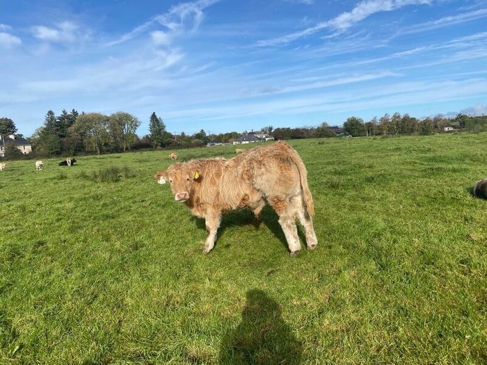 Organic weanlings Elphin Mart