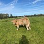 Organic weanlings Elphin Mart Image 4
