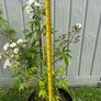 plant Image 4