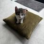 2 11 week old kittens Image 5