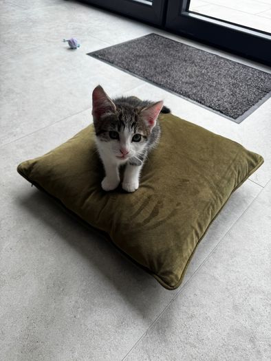 2 11 week old kittens