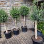 Olive tree : extra large 45cm pot Image 5