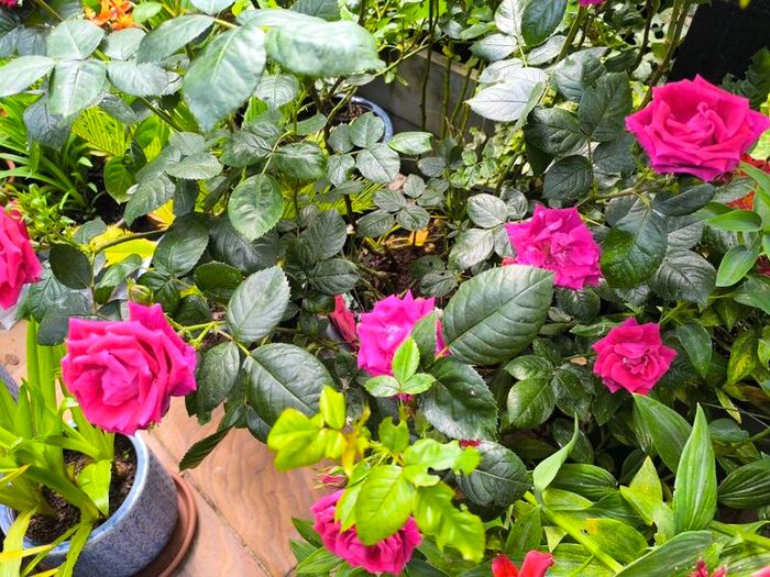 garden plants