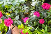 garden plants