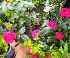 garden plants