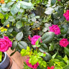 garden plants