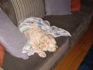 Dog minder Image 6