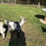 Pygmy goats  female kids Image 7