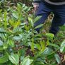 Laurel bare root hedging Image 4