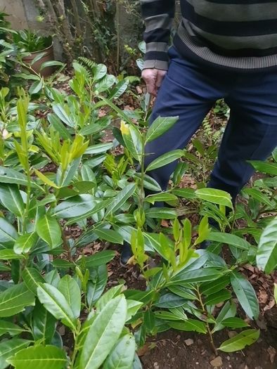 Laurel bare root hedging