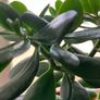 Jade plant Image 4