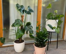 3 Healthy Plants + Pots & Stand