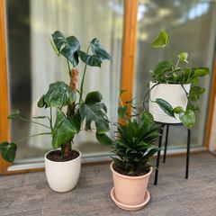 3 Healthy Plants + Pots & Stand