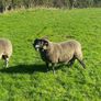 3 Lanark Shearlings For Sale!! Image 5