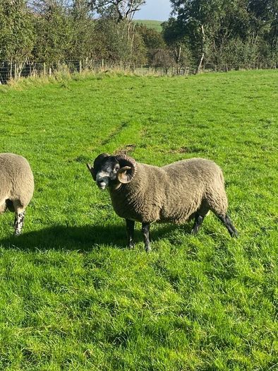3 Lanark Shearlings For Sale!!