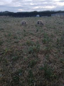 2 lambs for sale