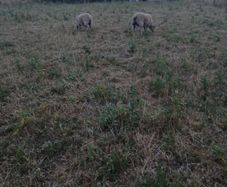 2 lambs for sale