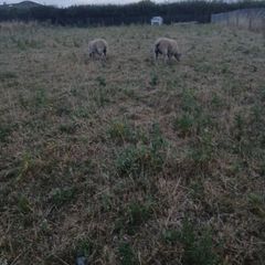 2 lambs for sale