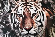 Bugaboo Bee We are a handsome Tiger Limited edition