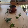 Easy care ivy plant Image 2