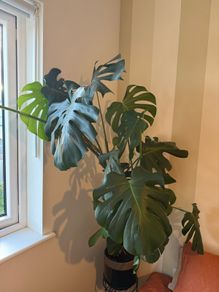 Monstera Deliciosa XXL 140cm