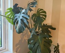 Monstera Deliciosa XXL 140cm