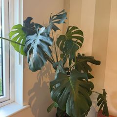 Monstera Deliciosa XXL 140cm