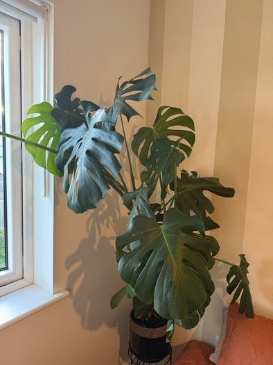 Monstera Deliciosa XXL 140cm