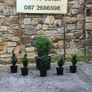 Hedging in Variety in 3 litre pot from 5 euro Image 5