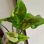 Syngonium Brown Lava rooted plant Image 8