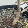 Native Irish Hawthorn Bonsai #2 Image 3