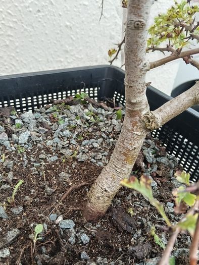 Native Irish Hawthorn Bonsai #2