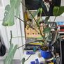 Large Monstera cheese plant Image 2