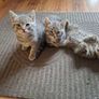 pet adoption Image 6