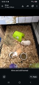 Guinea pigs for sale
