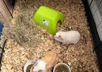 Guinea pigs for sale